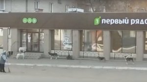 В Троицке объявлен карантин