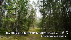 На пикапе в Республику Беларусь #13 Беловежская пуща