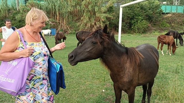 ЛОШАДКИ В ЦАНДРИПШЕ смотреть онлайн