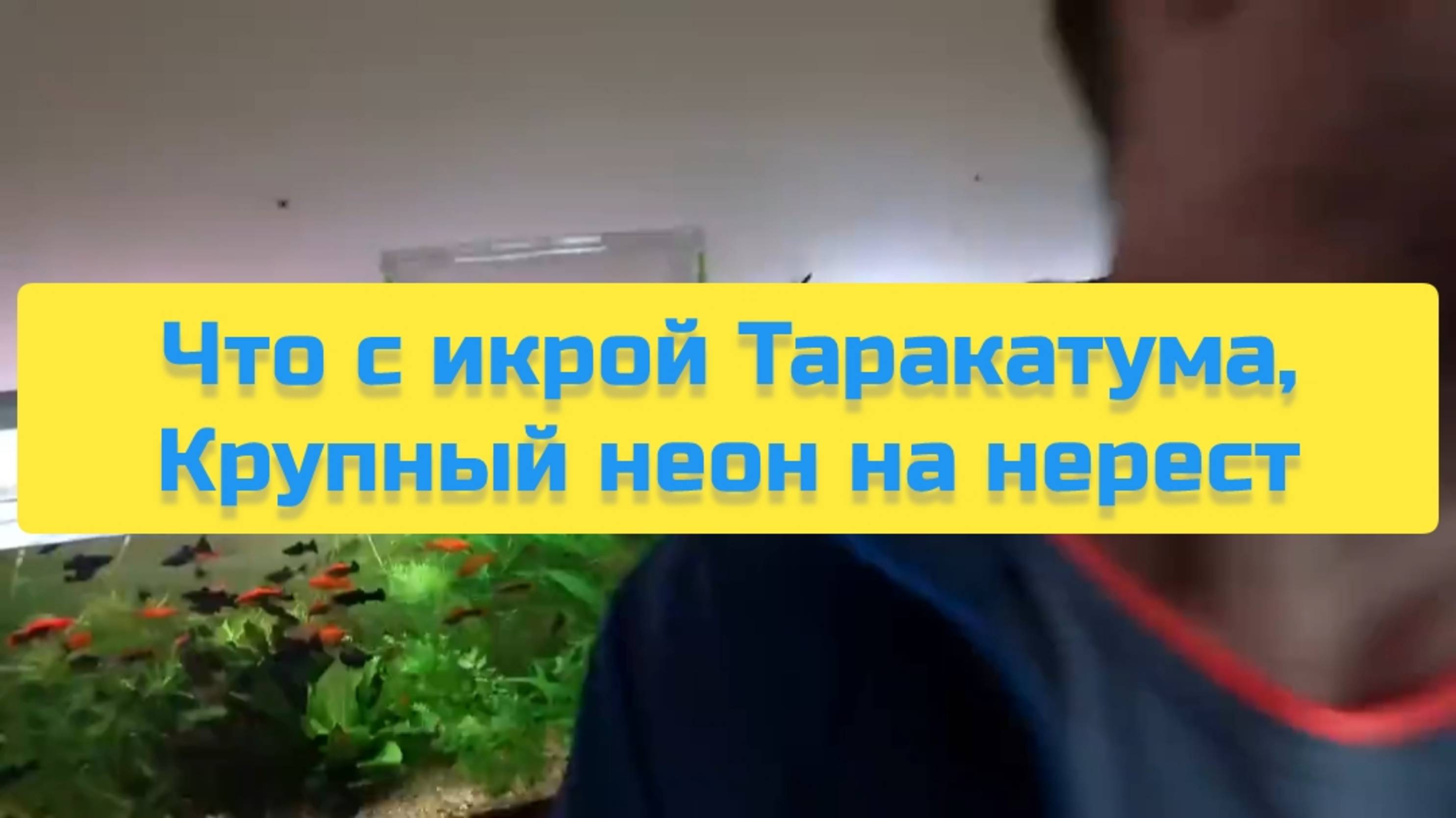 ЧТО С ИКРОЙ ТАРАКАТУМА, КРУПНЫЙ НЕОН НА НЕРЕСТ смотреть онлайн
