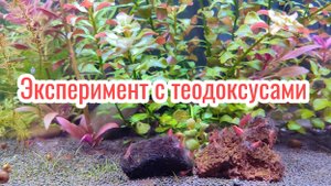 Эксперимент с теодоксусами