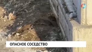Опасное соседство