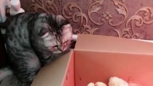 Котонянь. 😆