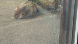У льва Шерхана в Минске новые шикарные апартаменты.Спасибо руководству зоопарка