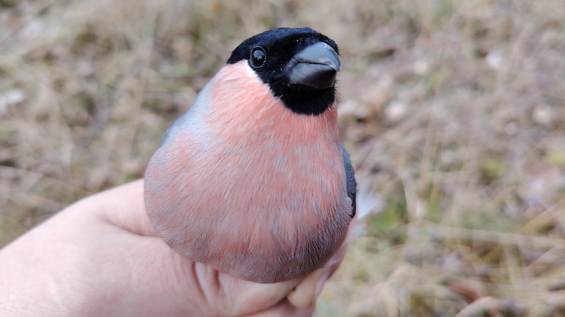Серые снегири смотреть онлайн