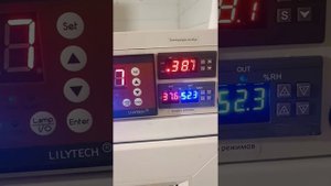 Проводим эксперимент с инкубатором