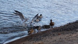 Две чайки отобрали у селезня корочку хлеба