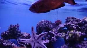 Морская звезда