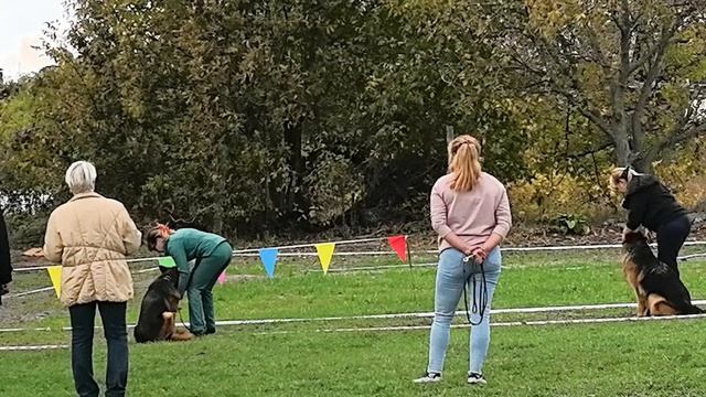 РАБОЧИЙ СУКИ ДШ / КЧК РОСТОВ-НА-ДОНУ 19 октября`25 Е.Пудеев Моно немецких овчарок