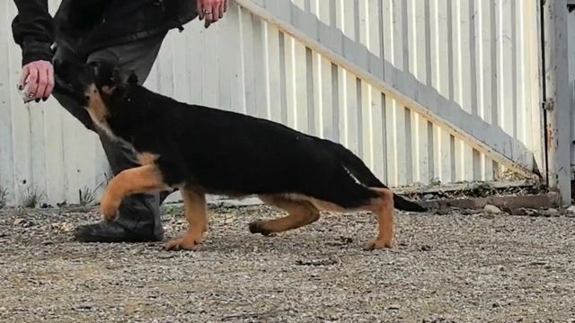 Баларис САМАНТА,  3 месяца