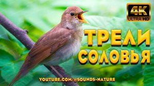 Трели Соловья В Дуэте С Кукушкой - Подарят Вам Радость И Успокоят Нервную Систему. Звуки Природы.