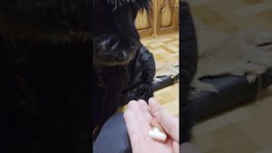 Глюкозамин - Хондроитин для пожилых собак