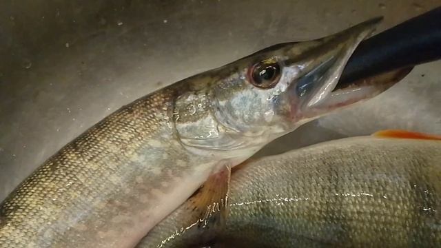 Спасибо соседям за отличный подарок! 🎣🐟🎁