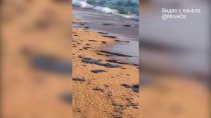 МАЗУТ ВЕРНУЛСЯ!!!! В анапском посёлке Витязево обнаружены свежие выбросы мазута