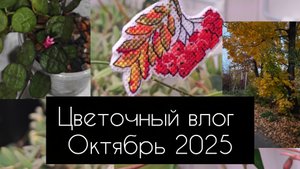 цветочный влог. октябрь 2025