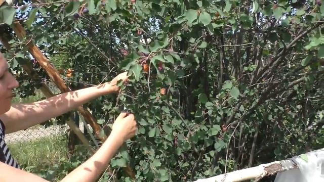 Ирга,заготовка ягоды ,делаем варенье смотреть онлайн