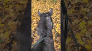 Катаемся по лесу на жеребце,поймали браконьеров