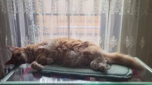Как  спят кошки. Cat's Dream