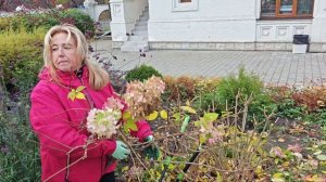 Как правильно обрЕзать метельчатую гортензию в зиму для пышного цветения на будущий год?