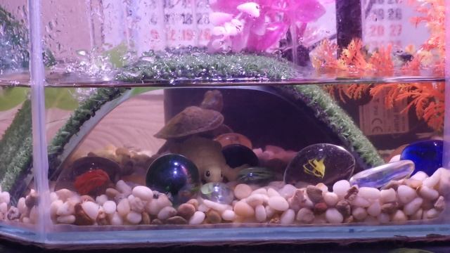 Архив. Черепашка красноухая Манго!