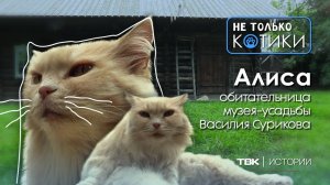 Алиса, обитательница музея-усадьбы Василия Сурикова / «Не только котики»