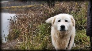 Яузские болота. Октябрьские лебеди.