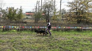 ЮНИОРЫ СУКИ ДШ / КЧК КРАСНОДАР 18 октября`25 Е.Медведева Моно немецких овчарок