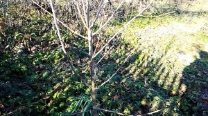 какие сорта груш выбирать для сада и не ошибаться?