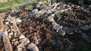 Готовлюсь к лету, продолжаю делать засухоустойчивую клумбу