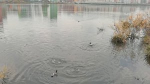 Уточки ныряют на озере