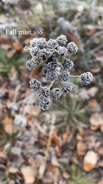 Осеннее утро.. одно из.