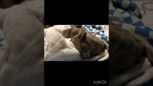 Нежность котиков…