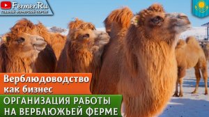 Тысячи верблюдов под одним взглядом: как устроена смотровая площадка в конецентре Бауржана Оспанова