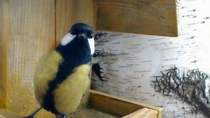 Кормушка на балконе. Любопытная синица