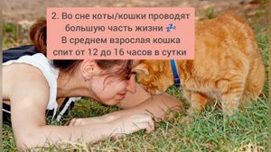 Самые необычные особенности кошек 🐾🪄