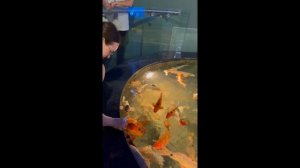 Кормим карпов. Очень красивые красные и золотые карпы.