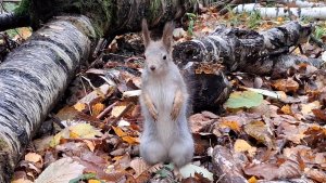 Белки - борьба за территорию_#4, Битца, 24 октября 2025