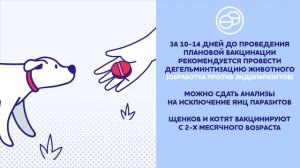 Всё, что нужно знать о вакцинации против бешенства