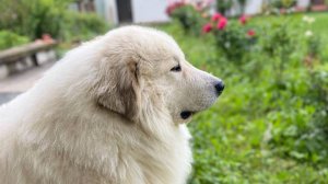 День рождения Венечки. Большая пиренейская собака