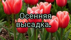 Тюльпаны, время высадить на зиму.