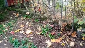 Вопросы мэру Кисловодска Моисееву! 24.10.2025 г.