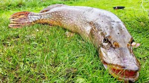 2025-10-24 в 14.02.26 запуск щуки