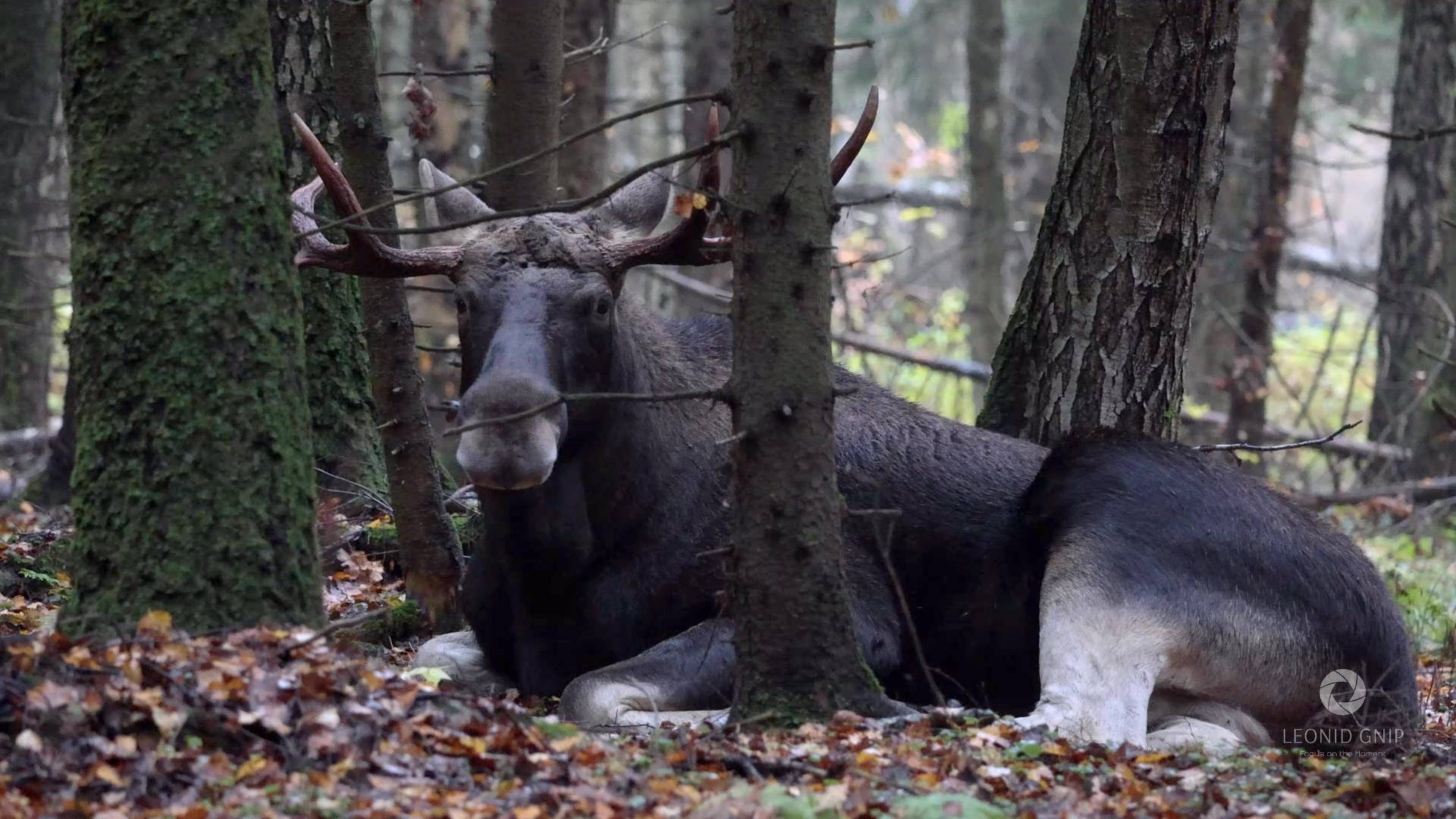 Лесная тайна II