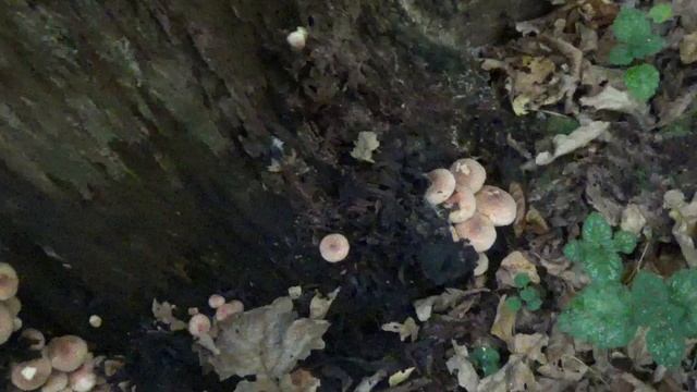 Ложные Опята кирпично-красные, у осиных лазеек в осине.