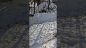 №158. Двор П. Осипенко 48. 25 февраля 2025 г., 14:05:11. VID_20250225_140137612