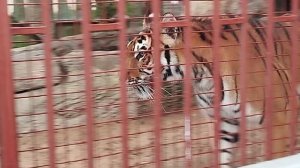 Тигрица Сима прекрасна во всех ракурсах и особенно на высоте.Минский зоопарк.