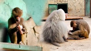Смотри, Люся, последний раз показываю! А Люся слушает и ест! За непослушание и получает!