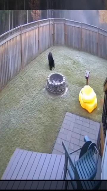 Осторожнозлой кот или работает спецназ.