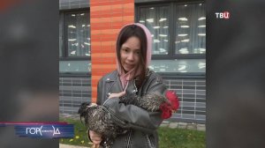 Жители Саларьева почти сутки ловили петуха, который бегал по двору местного ЖК