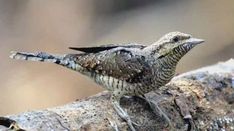 Звук природы.Птицы. Пение птицы Вертишейка в лесу